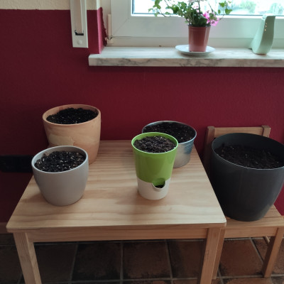 Projekt Mini Zwergenblumen