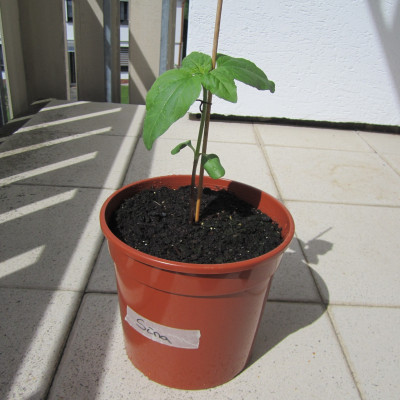 Projekt riesen Sonnenblumen