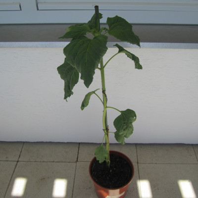 Projekt riesen Sonnenblumen