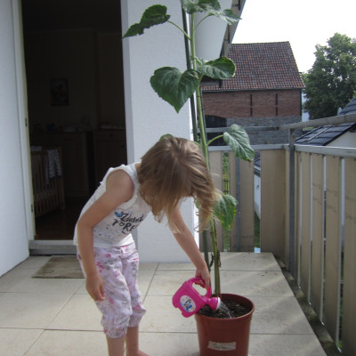 Projekt riesen Sonnenblumen