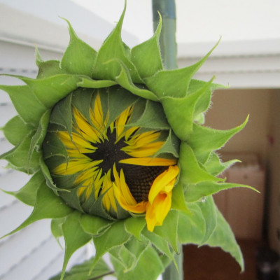 Projekt riesen Sonnenblumen