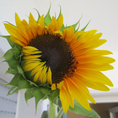 Projekt riesen Sonnenblumen
