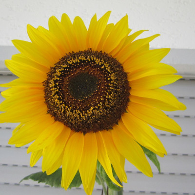 Projekt riesen Sonnenblumen