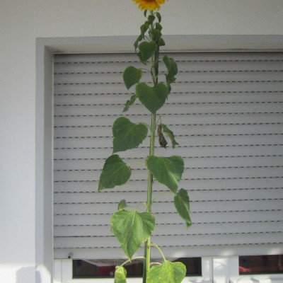 Projekt riesen Sonnenblumen