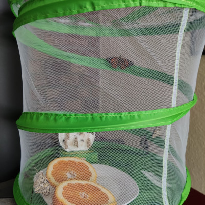 ...zum Schmetterling